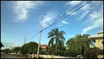Ibis on the wires