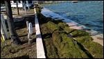 Lots of sea grass from the winds
