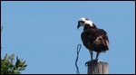 Osprey