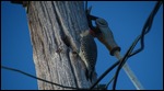 Red-breasted Woodpecker