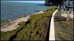 Sea grass all up on the sea wall