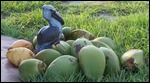 We collected a bunch of coconuts
