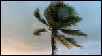 Windy palm tree