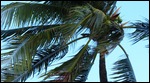 WINDY