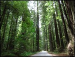 Redwoods, California