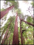 Redwoods, California