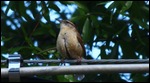 Carolina Wren...Loud !