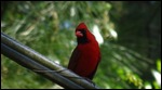 Male Cardinal
