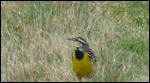 Eastern Meadowlark