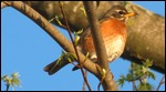 American Robin