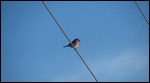 Eastern Bluebird