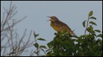 Eastern Meadowlark