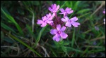 Flox