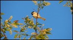 Carolina Chickadee or Black-capped Chickadee