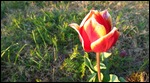 Rogue plant