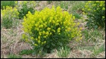 Some wildflowers at a rest area