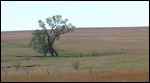 Look...a tree !