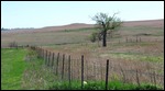 One of the three trees