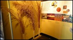 Tall grasses