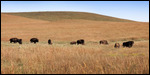 Tallgrass Bison