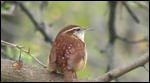 Carolina Wren...I think