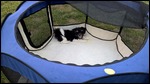Katie in her pen