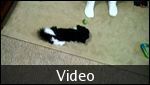 VIDEO playing with broccoli