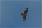 Red-tailed Hawk