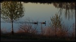 Canadian Geese