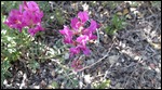 Desert flowers