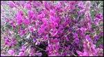 Desert flowers
