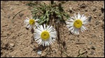 Desert flowers