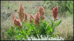 Desert flowers
