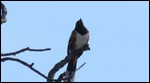 Eastern Towhee