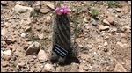 Fishook cactus