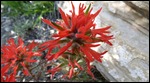 Indian paintbrush?