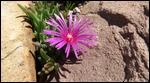 succulent