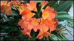Clivia