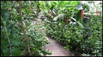 Butterfly Garden