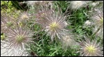 fuzz
