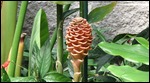 Beehive Ginger