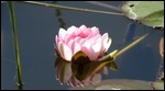 One lilly in the entire pond