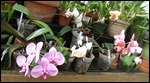 Orchids