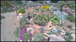 rock garden