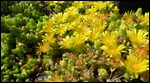 succulent