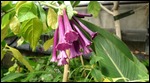 trumpets