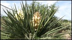 Yucca