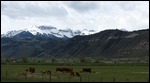 Beautiful cattle
