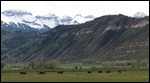 Beautiful cattle