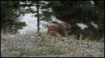 Little marmot